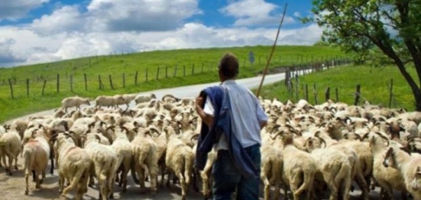 Dirljiva priča jednoga pastira