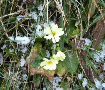 Prvi cvjetovi na ramskim livadama u bitci sa snijegom