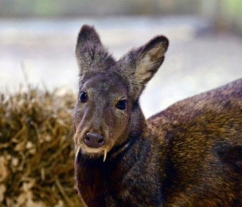 Kašmirski mošusni jelen primjećen prvi put nakon 60 godina