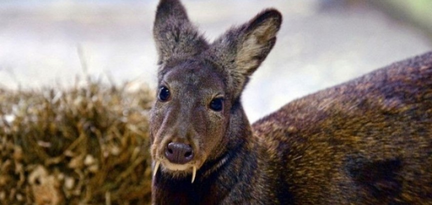 Kašmirski mošusni jelen primjećen prvi put nakon 60 godina