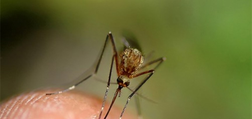 Zašto komarci neke grizu češće nego druge?