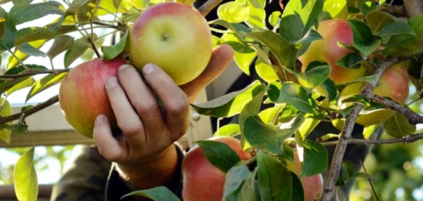 U Hercegovini se pesticidima najviše tretira jabuka
