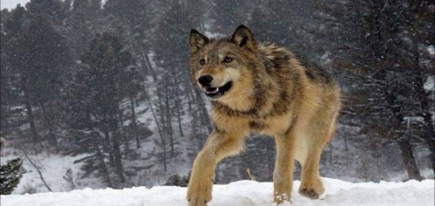 Vukovi napadali pse u selima Borovnica, Paljike i Lug