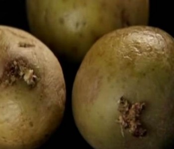 Zeleni krumpiri su opasni za vaše zdravlje: Evo zašto ih morate izbjegavati!