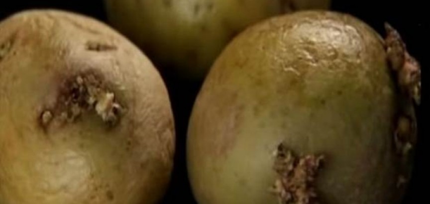 Zeleni krumpiri su opasni za vaše zdravlje: Evo zašto ih morate izbjegavati!