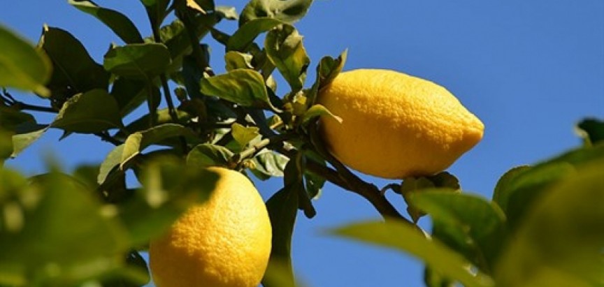 Mostarski trgovci kilogram limuna prodaju po 7 KM